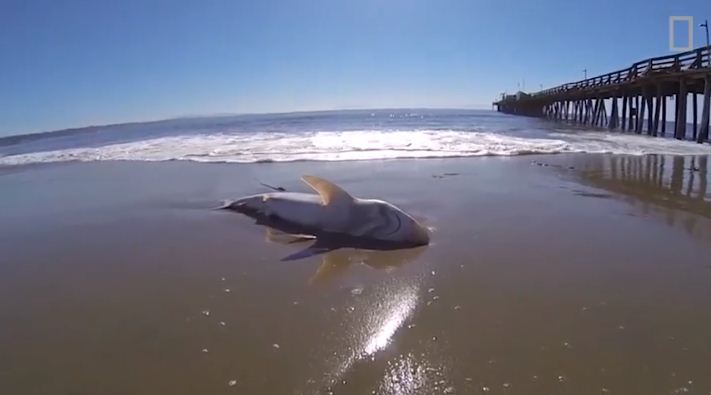 Washed up dead sharks