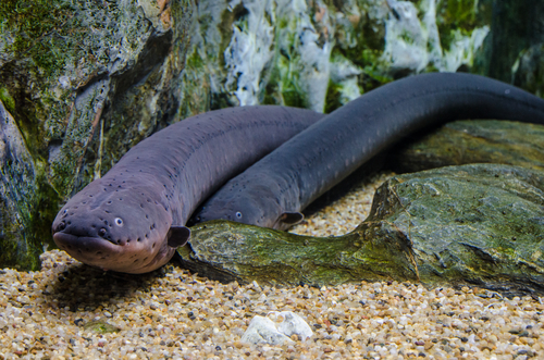 Electric eel ; most dangerous sea creatures