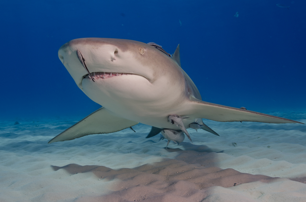 A Lemon Shark : Human attacks on sharks