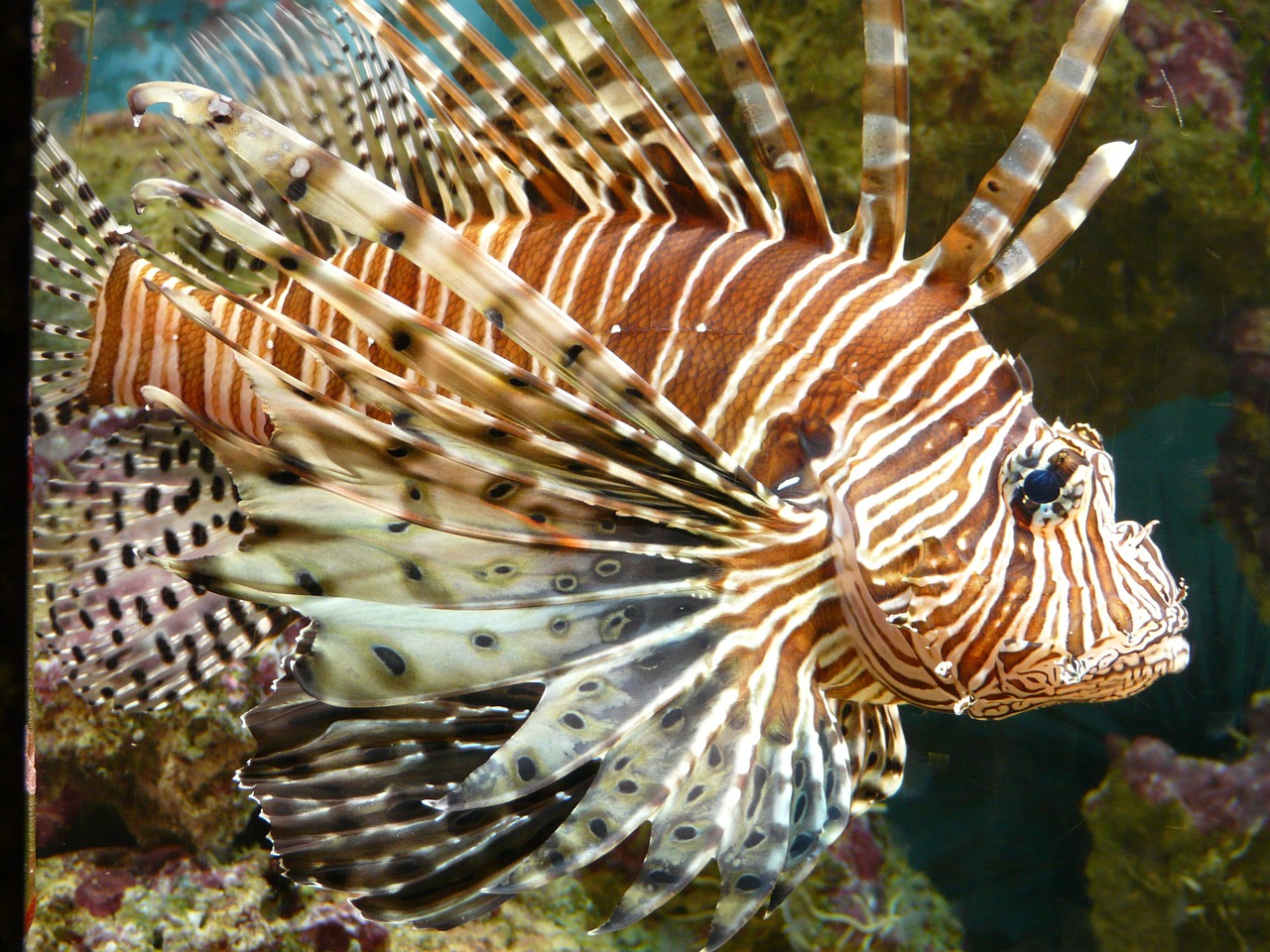 lionfish; dangerous sea cretaures