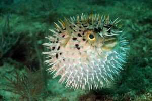 Pufferfish or Blowfish