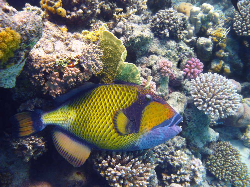 Titan Triggerfish; Dangerous sea creatures