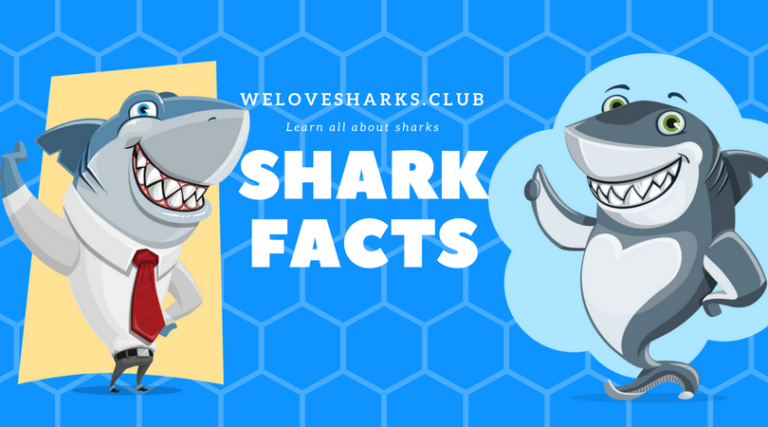 Cool Facts about Sharks You Might Not Have Known