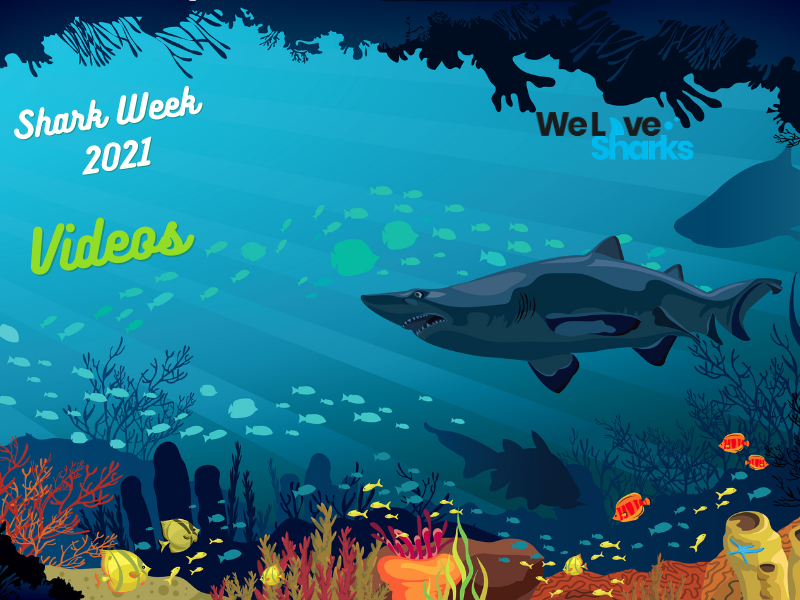 What Shark Week Videos