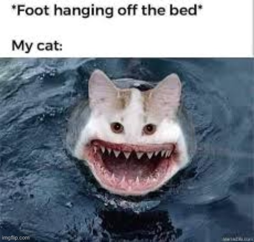 Shark Memes