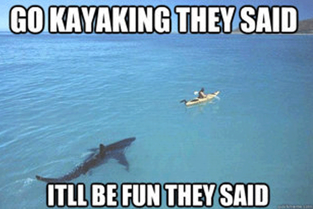 Shark Memes