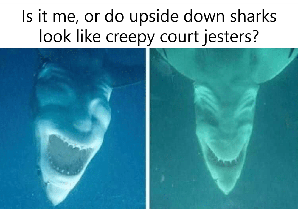 Shark Memes