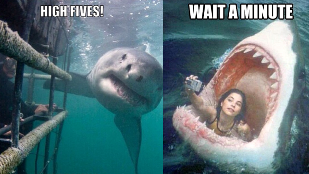Shark Memes