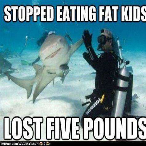 Shark Memes
