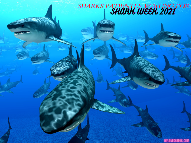 We Love Sharks