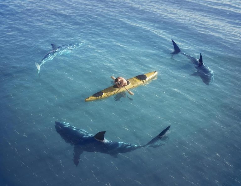 Sharks Attacking a Kayak Video