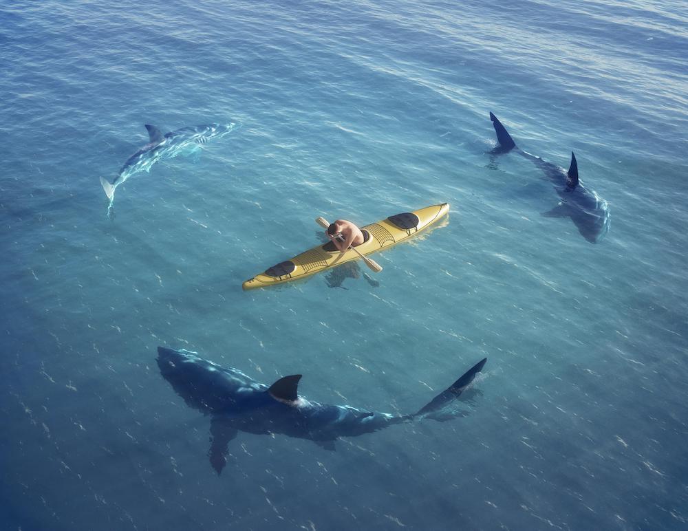 Sharks Attacking a Kayak Video