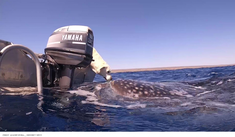 lab and whale shark