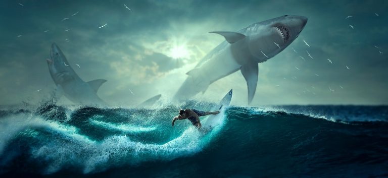 shark and surfer