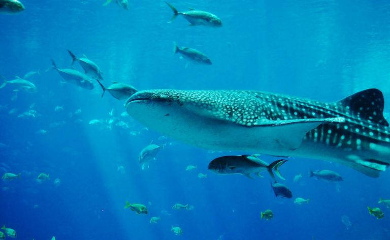 whale shark feeding