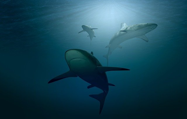 sharks in london