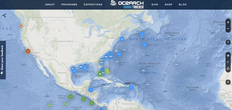 shark tracking app