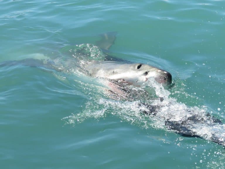 shark attacks woman