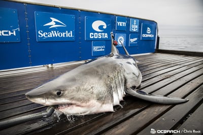 sable great white