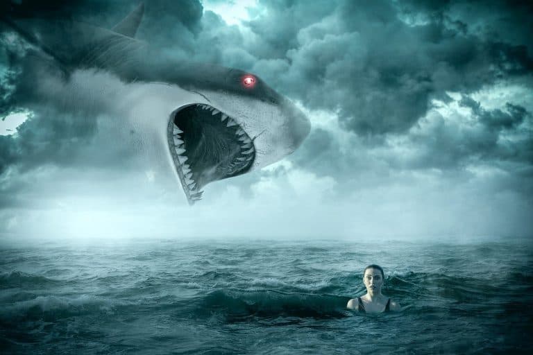 deadly shark attack in Australia