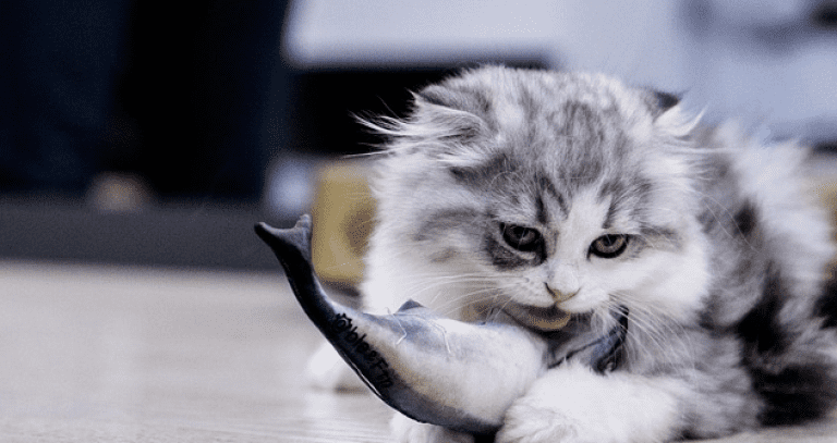 cat and fish