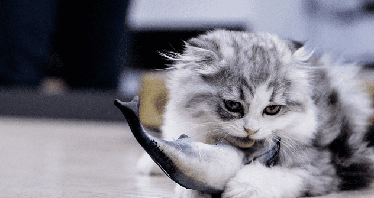 cat and fish