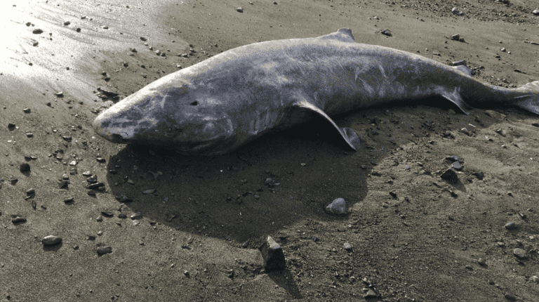 cornwall greenland shark