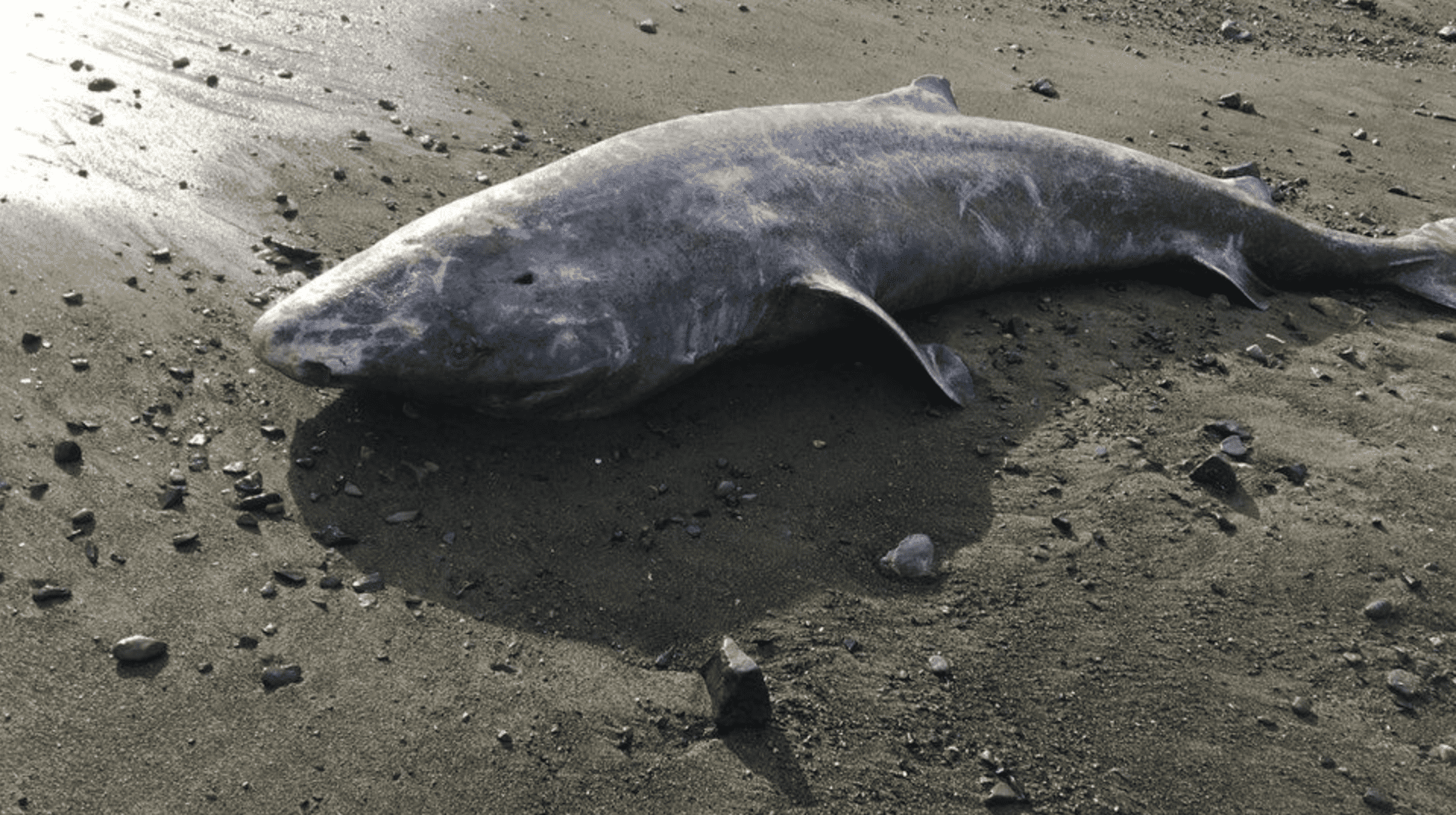 cornwall greenland shark