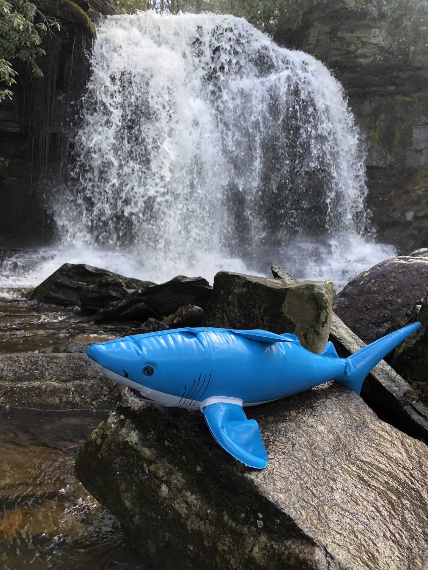nibbles jr at waterfall