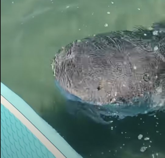 paddle board and tiger shark
