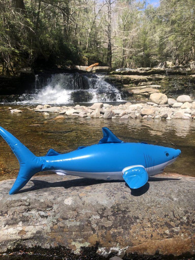 vernooy falls shark