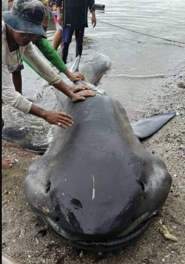 megamouth shark
