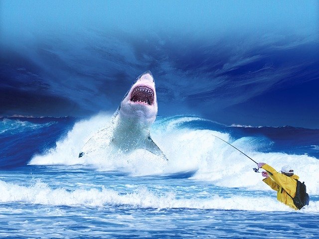 ban shark fishing