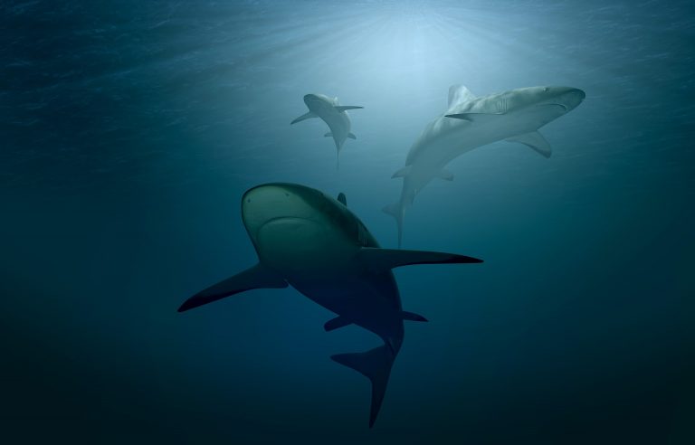Shark Week 2022 Countdown