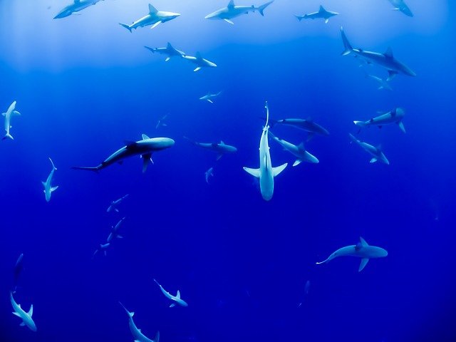 juvenile great white