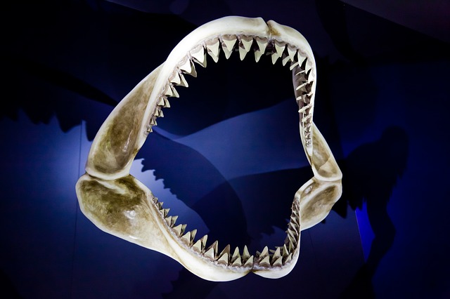 megalodon disappear