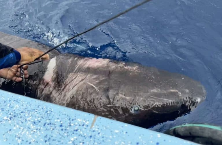 greenland shark in the caribbean