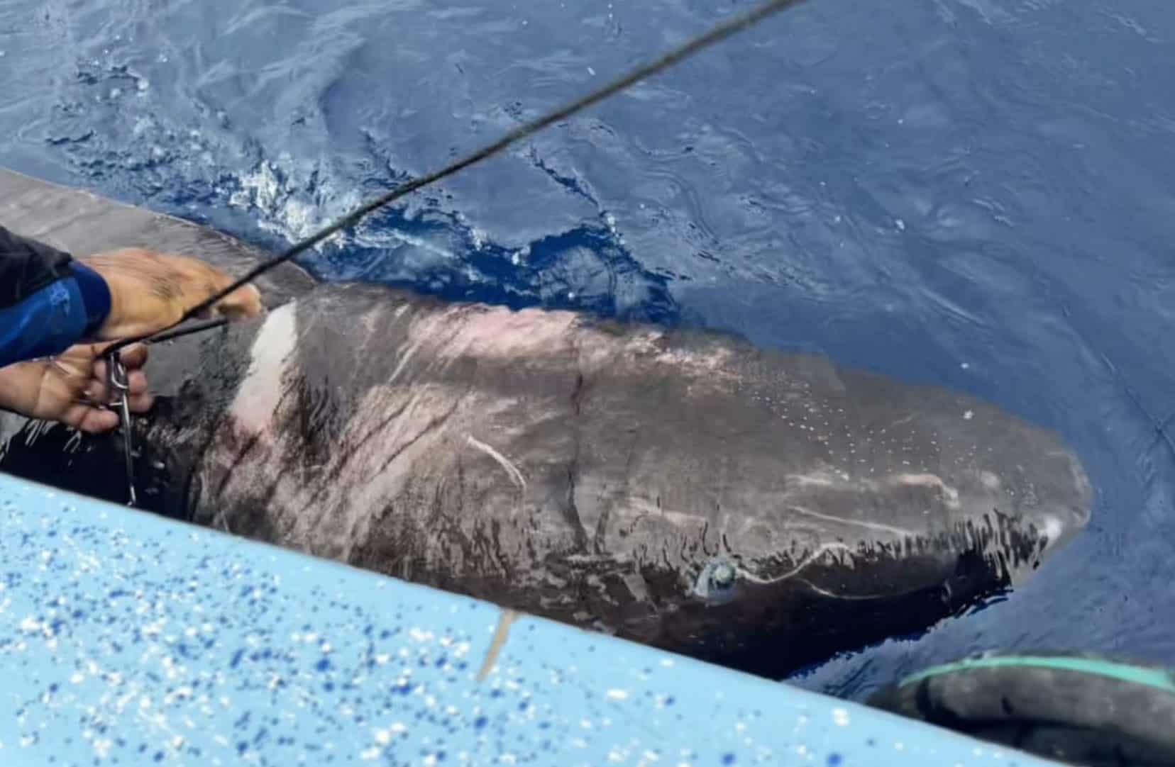 greenland shark in the caribbean