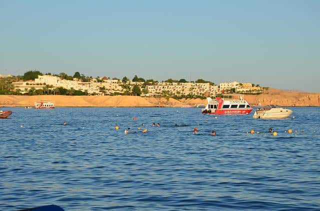 shark attacks in egypt