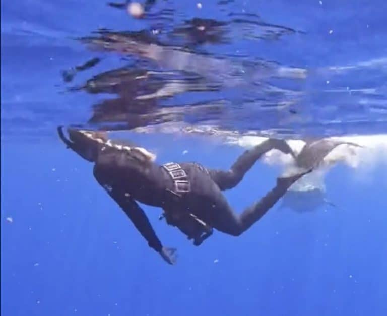 avoid a shark attack