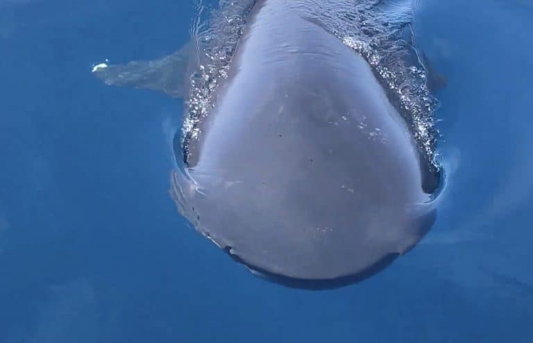 pair of megamouth sharks