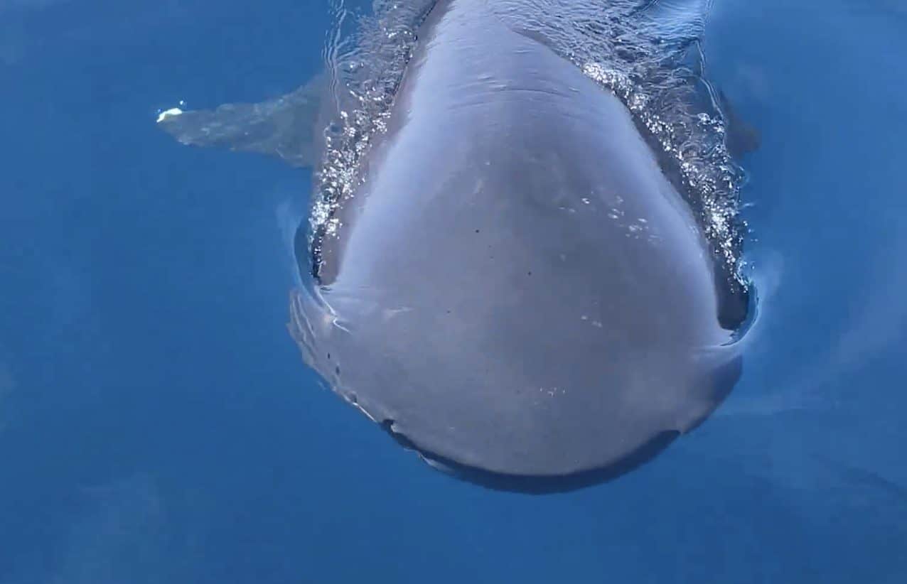 pair of megamouth sharks