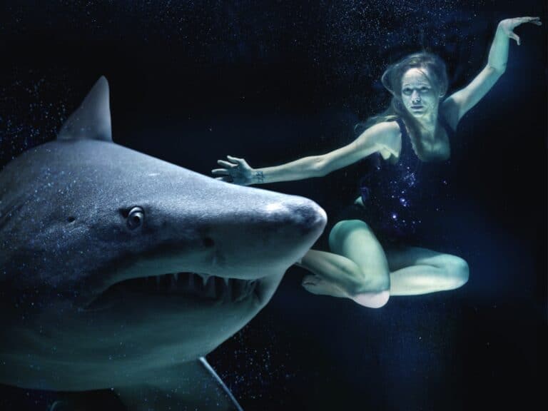juvenile white shark attack