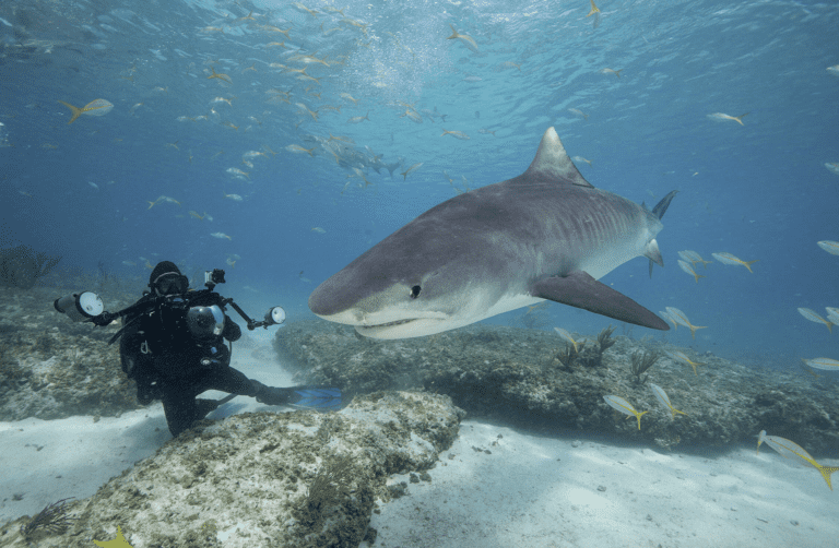second shark attack in hawaii