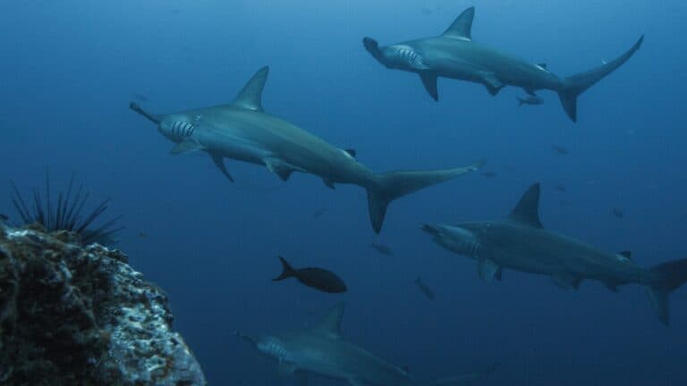 steven spielberg decimating the shark population