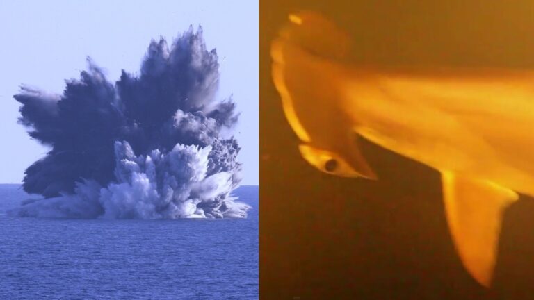 The Kavachi Volcano Sharks