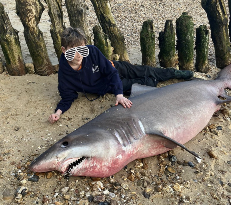 dead smalltooth sand tiger shark