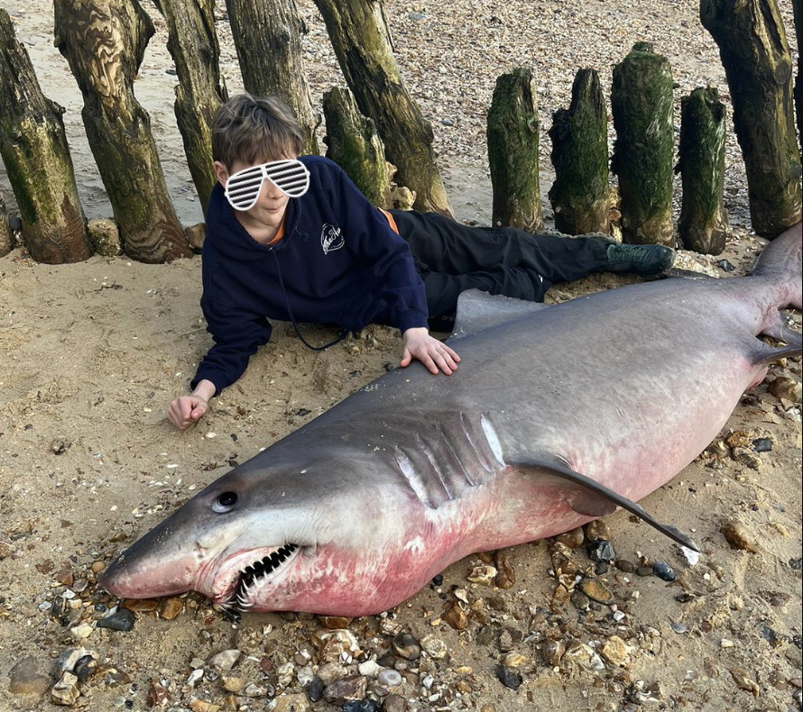 dead smalltooth sand tiger shark
