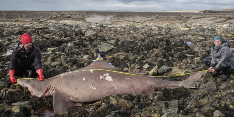 14ft smalltooth sand tiger shark in ireland