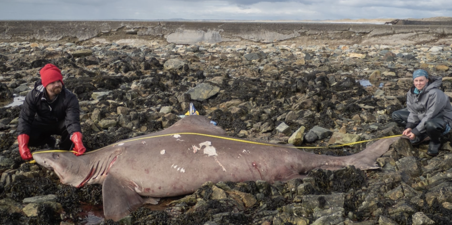 14ft smalltooth sand tiger shark in ireland